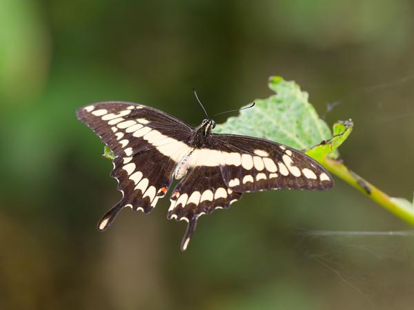 <h3><a href="/trips/costa-rica/biota/animalia/arthropoda/insecta/022 lepidoptera/008 papilionidae papilioninae/papilio thoas/papilio thoas-nl.html">Papilio&nbsp;thoas</a> / Thoas&nbsp;swallowtail / </h3>OM-1 Mark II met OLYMPUS M.150-400mm F4.5, 1/125 sec  bij F4.5, ISO 10000, afstand 1.835&nbsp;m